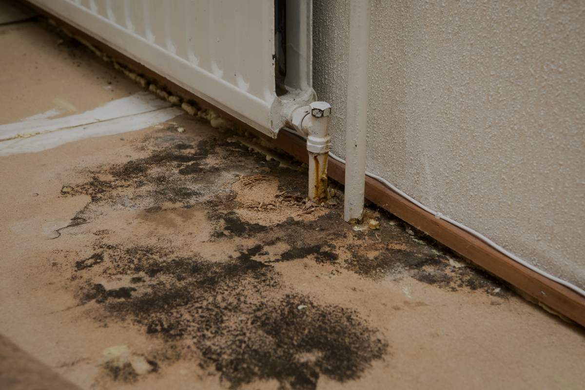 Mold Remediation Guide for Lake Orion Homes